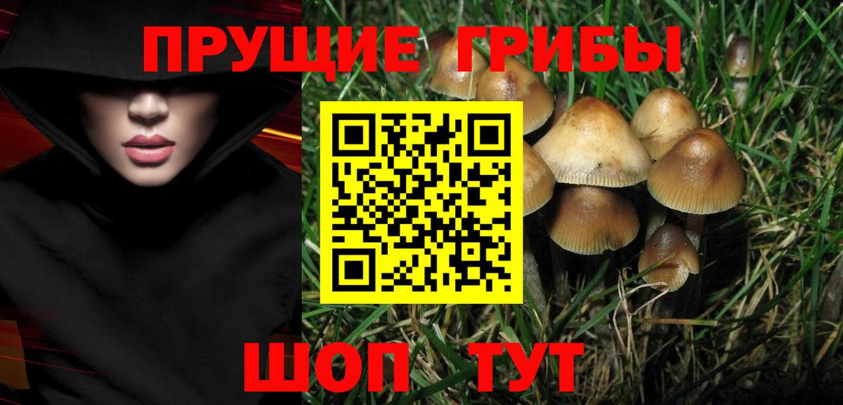 Каменск-Шахтинский  Псилоцибиновые грибы Psilocybine cubensis  цены   Вход с VPN 